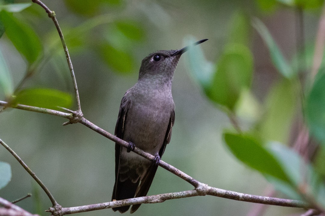 Sombre Hummingbird - ML212124661