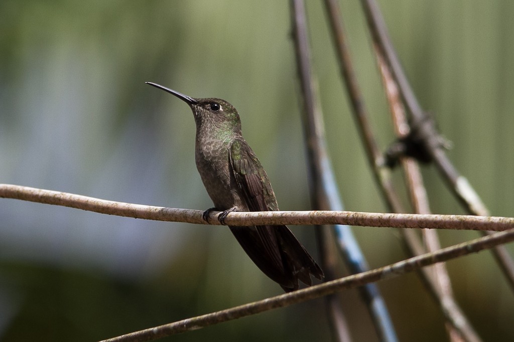 Sombre Hummingbird - LAERTE CARDIM