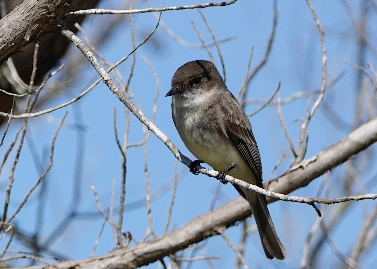 Eastern Phoebe - ML212124711