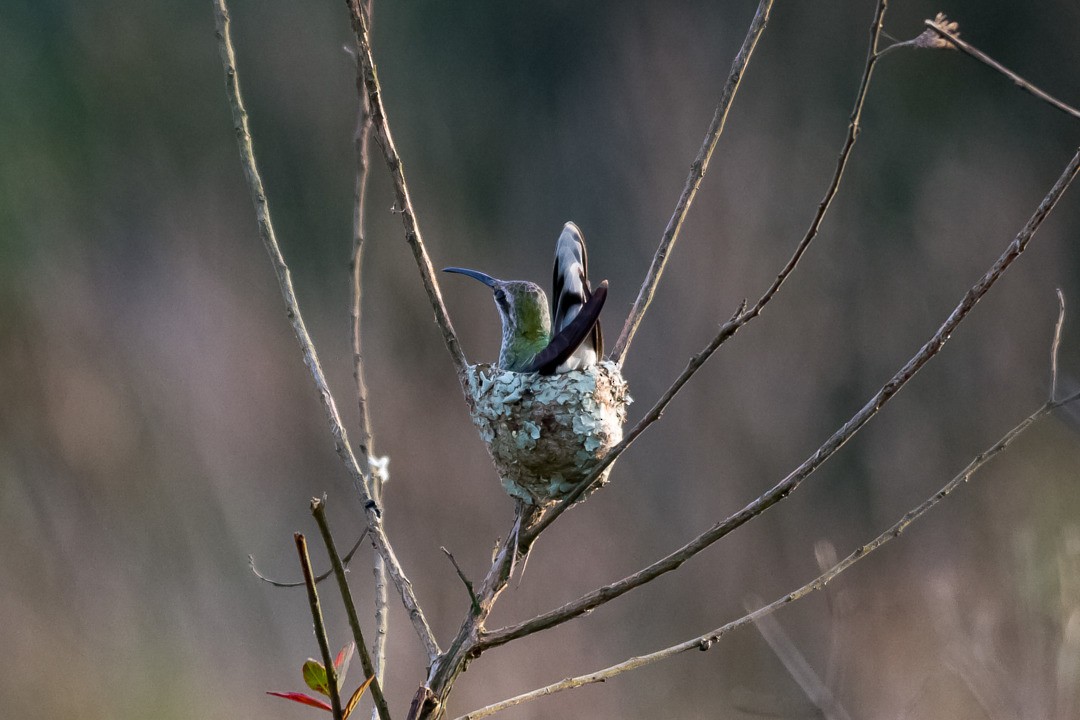 White-tailed Goldenthroat - ML212126391