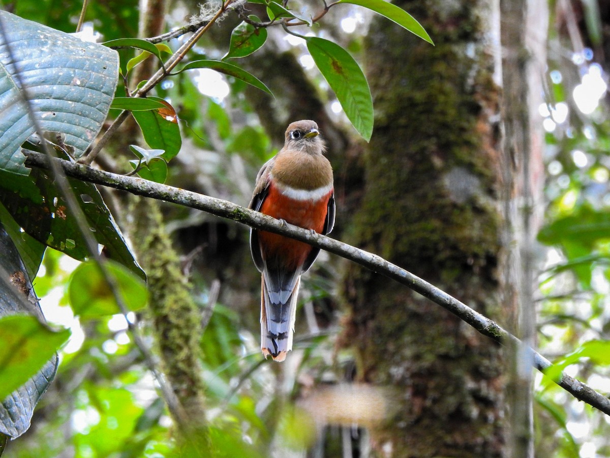 Collared Trogon - Fabricio Peñaranda