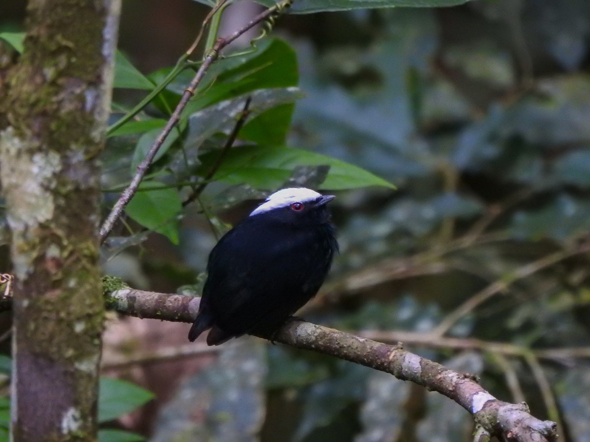 White-crowned Manakin - ML212127501