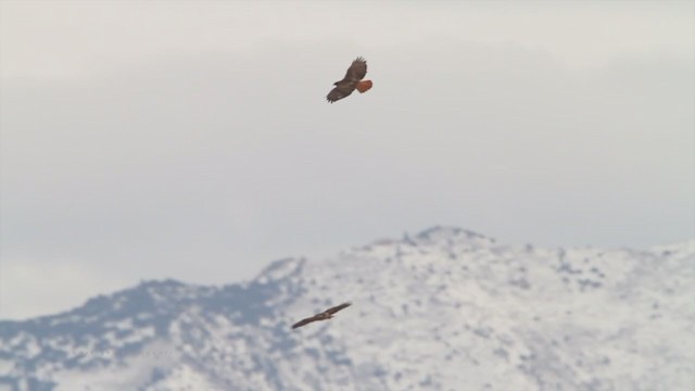 Red-tailed Hawk (calurus/alascensis) - ML212129811