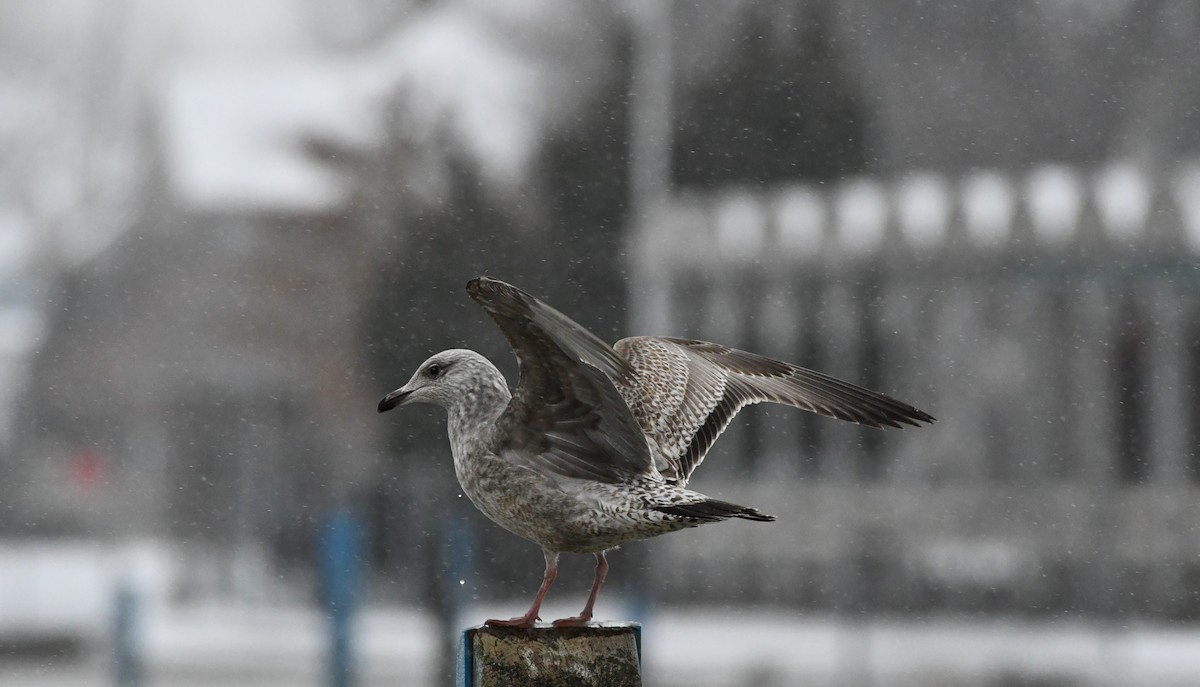 Herring Gull - ML212130841