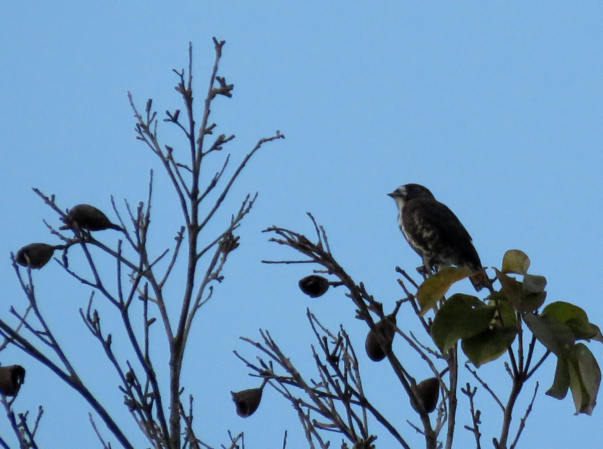 White-browed Purpletuft - ML212130971