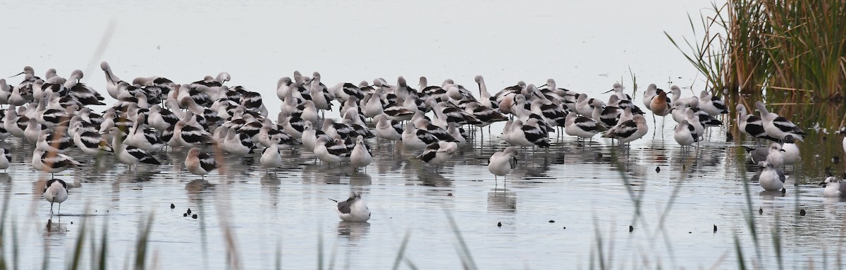 Avocette d'Amérique - ML212133471