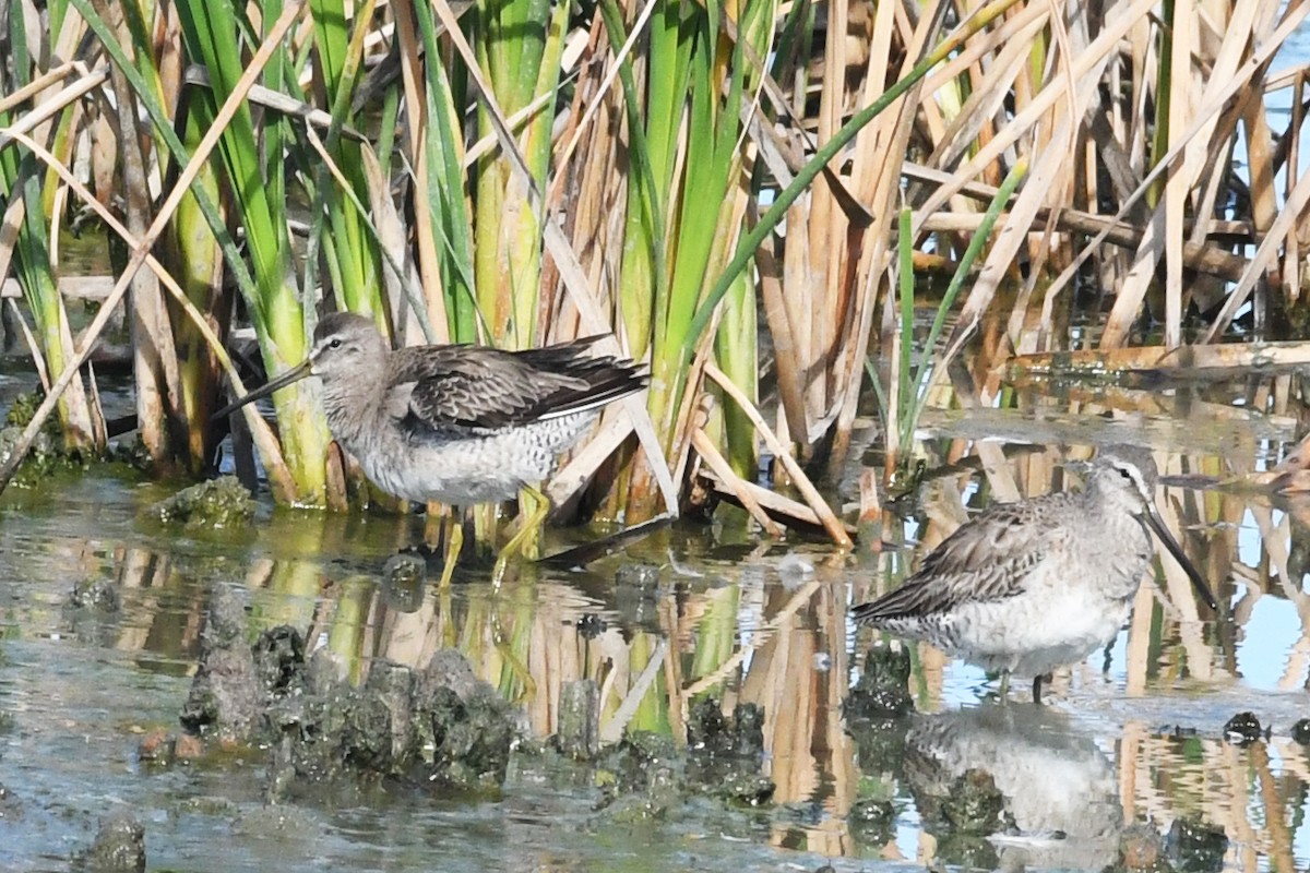 Long-billed Dowitcher - ML212133611