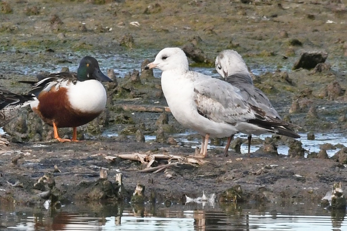 Ring-billed Gull - ML212134501