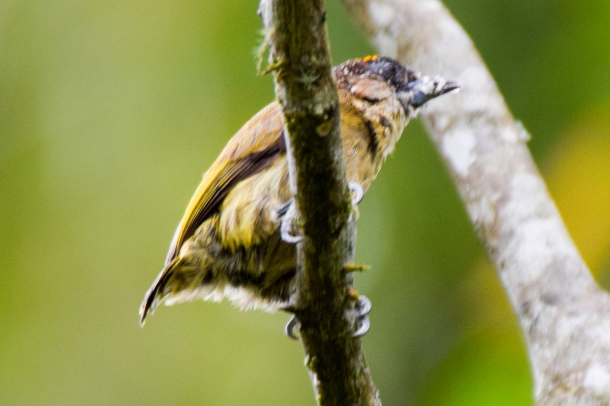 Olivaceous Piculet - ML212134941
