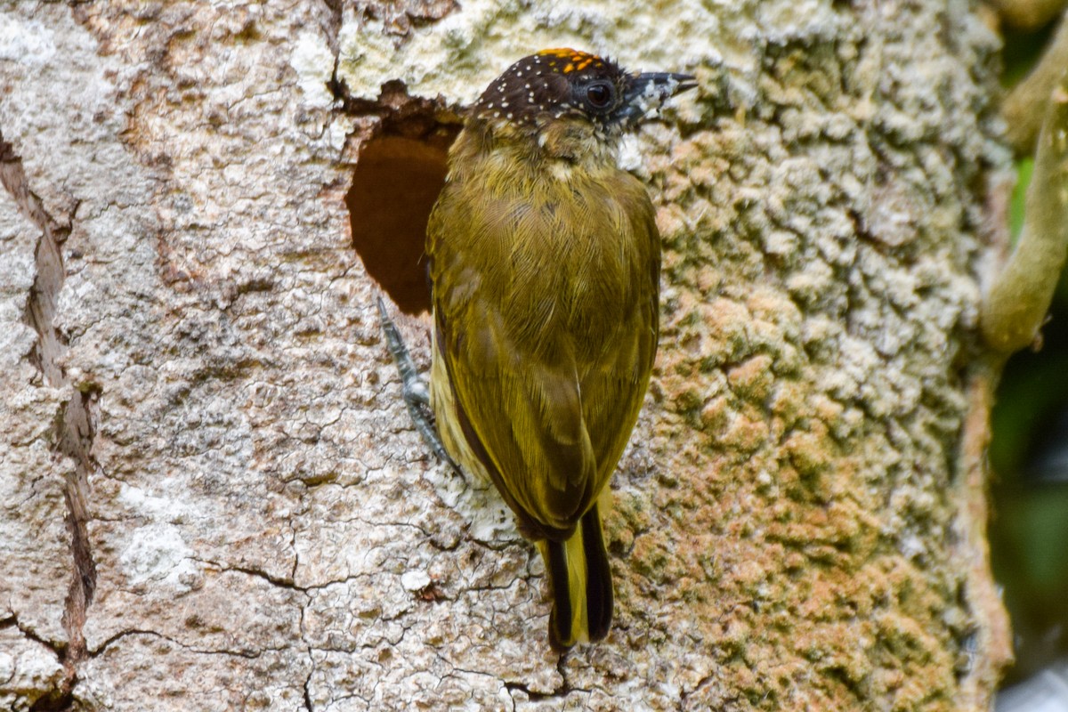 Olivaceous Piculet - ML212134961