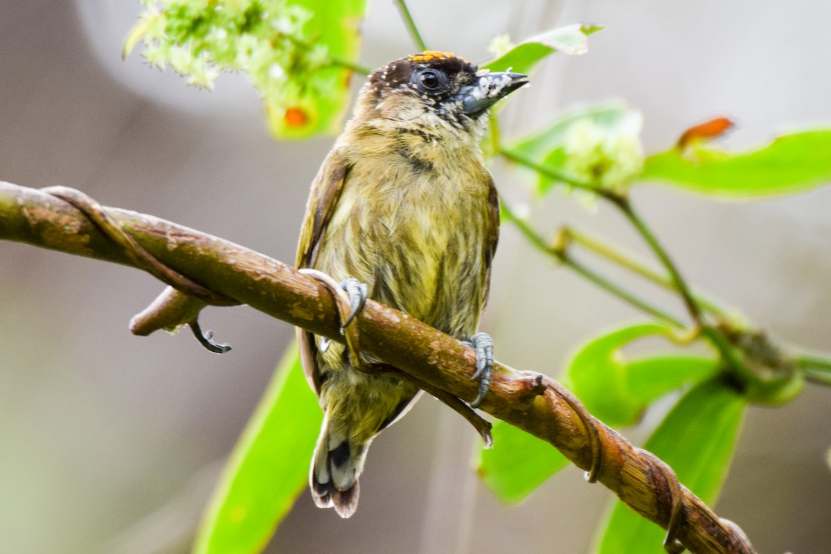 Olivaceous Piculet - ML212135171