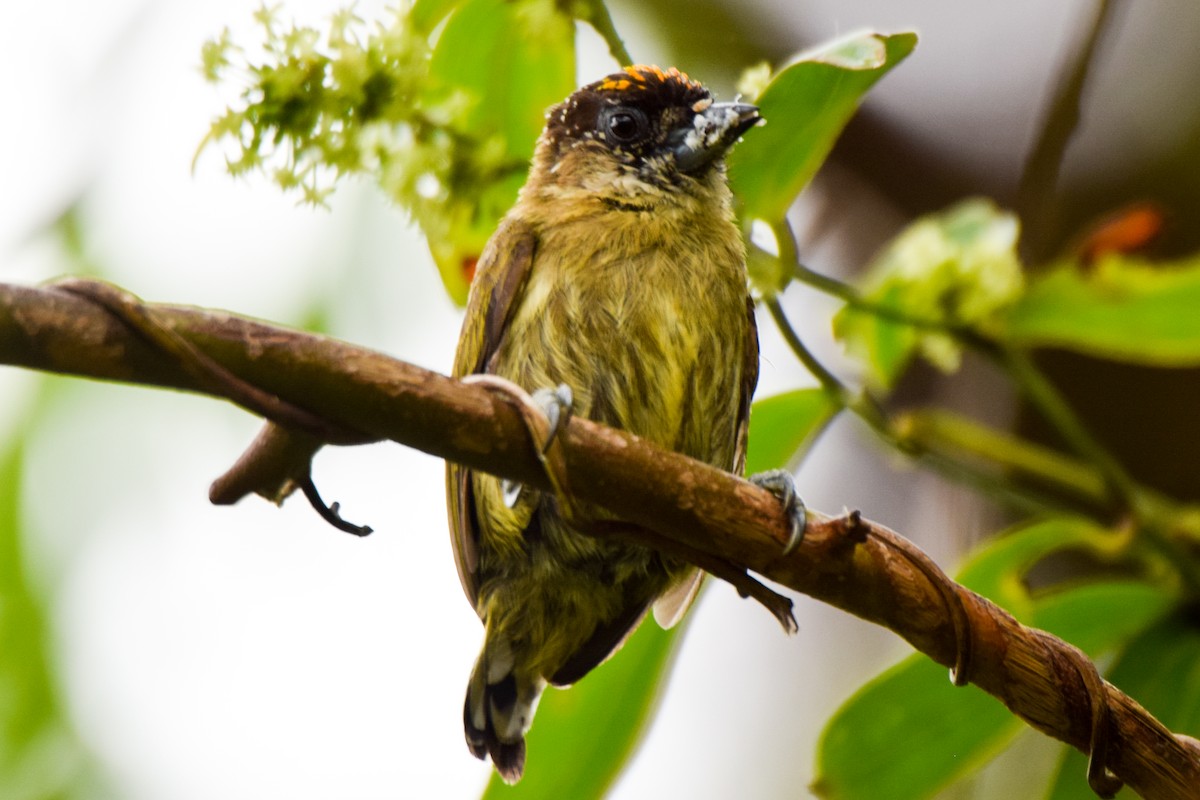 Olivaceous Piculet - ML212135321