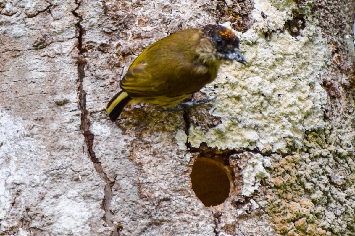 Olivaceous Piculet - ML212135341