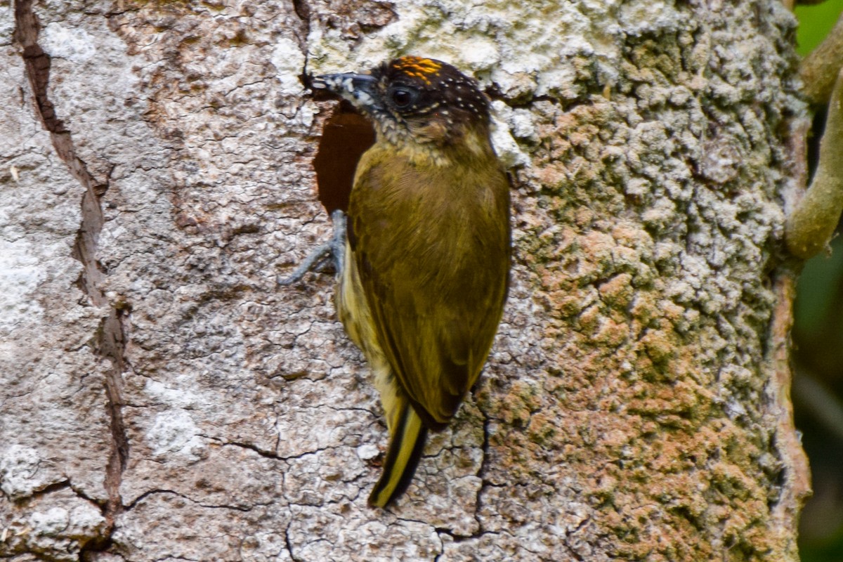 Olivaceous Piculet - ML212135431