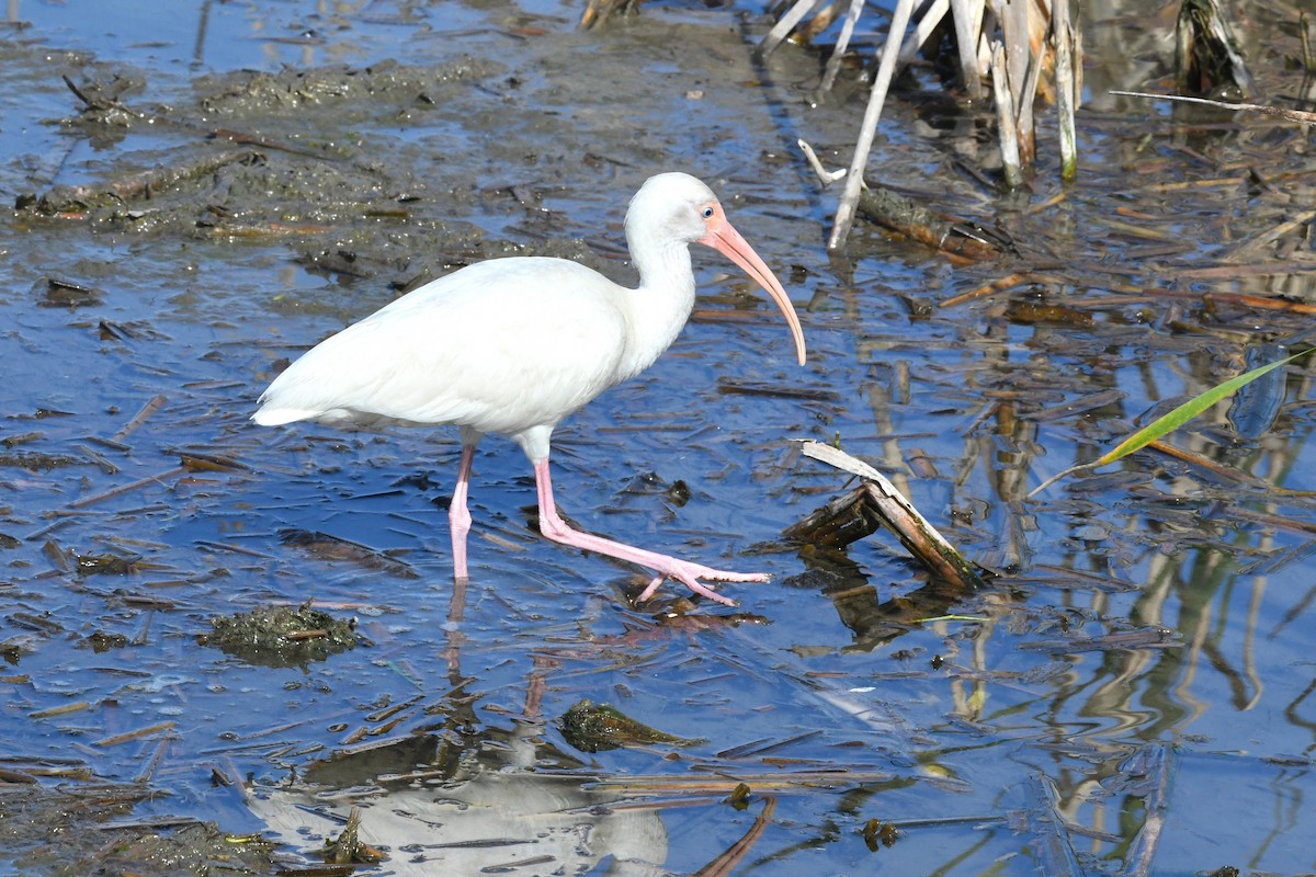 White Ibis - ML212135541