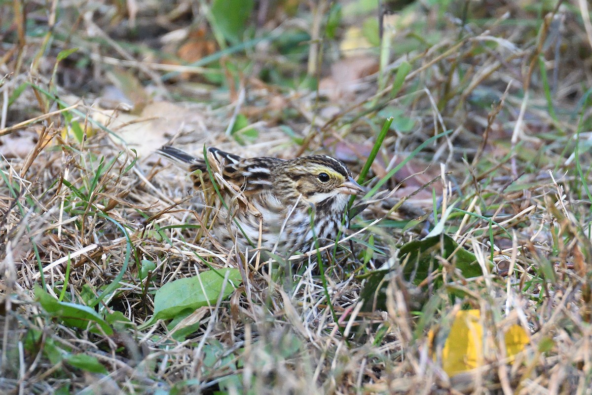 Savannah Sparrow - ML212139631