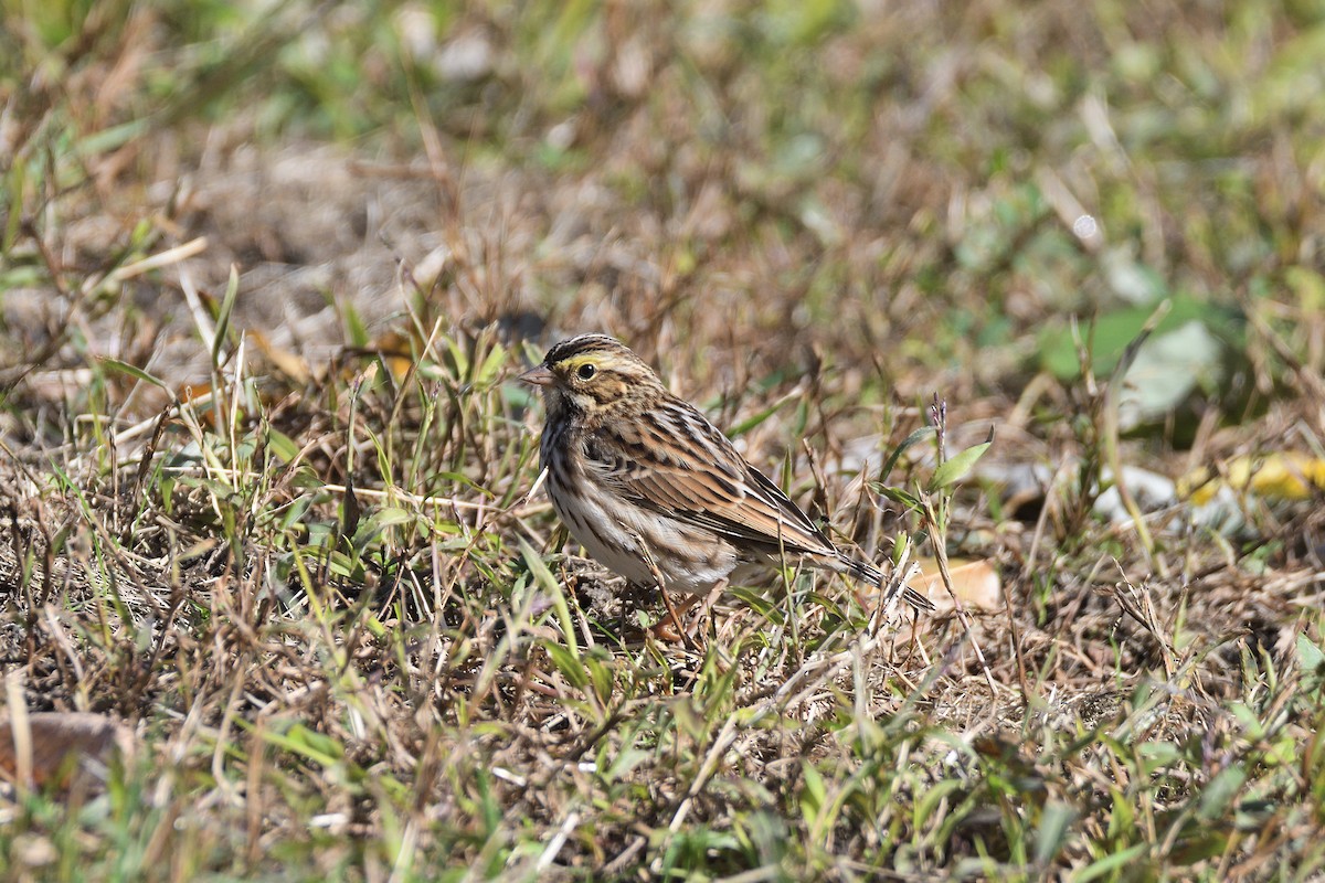 Savannah Sparrow - ML212139641