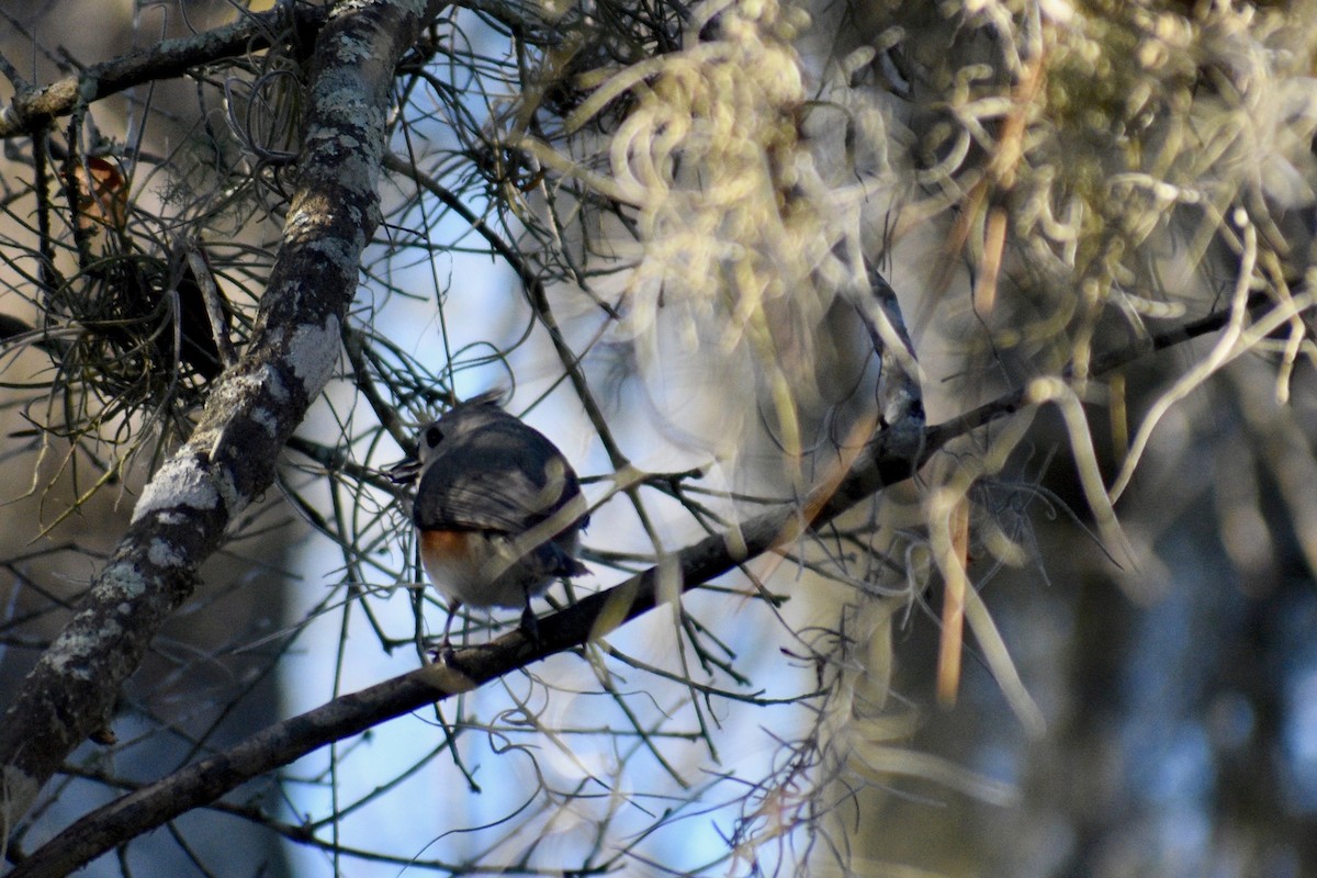 Tufted Titmouse - ML212139871