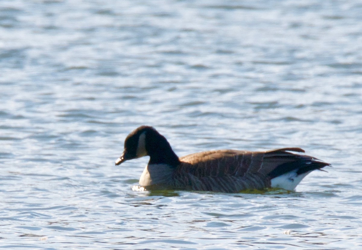 Cackling Goose - Marcia Balestri