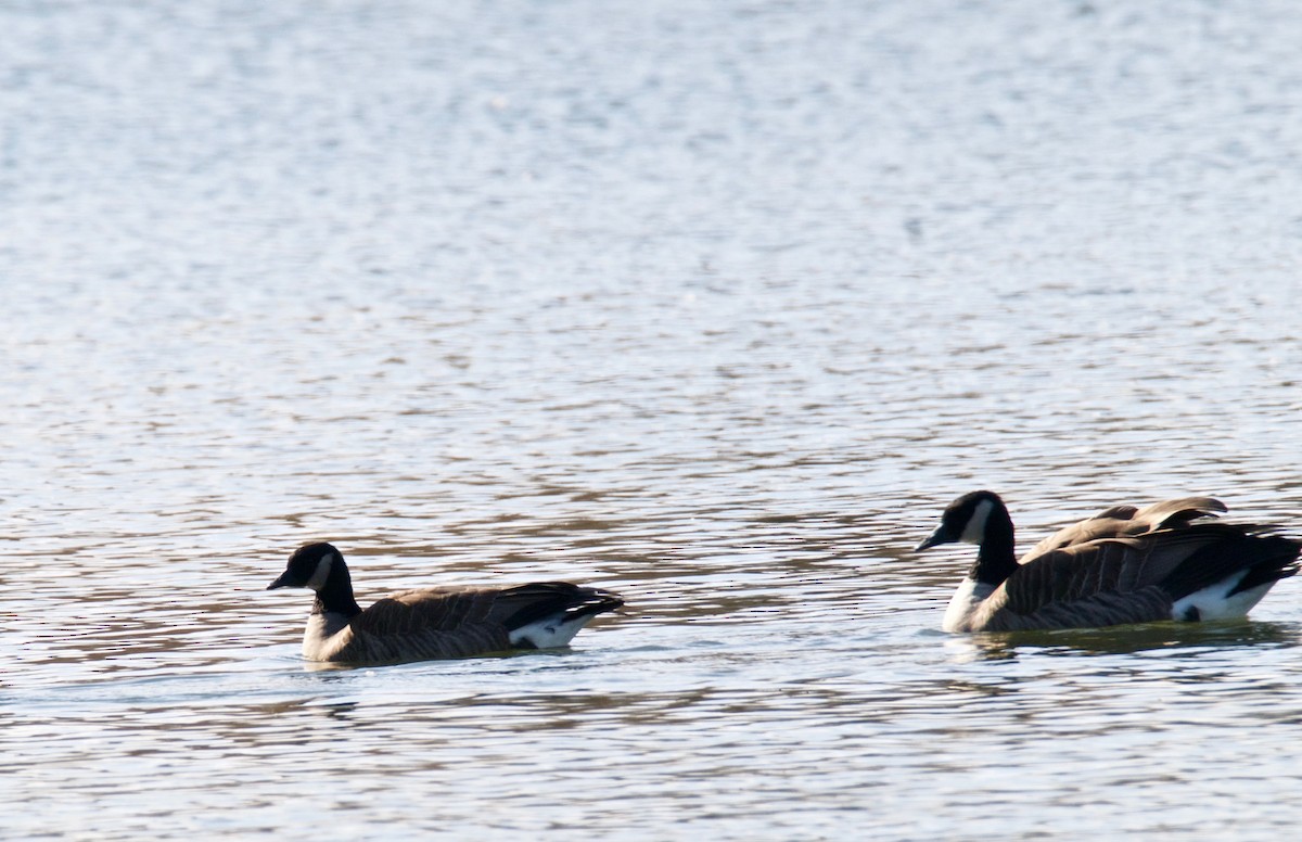 Cackling Goose - Marcia Balestri