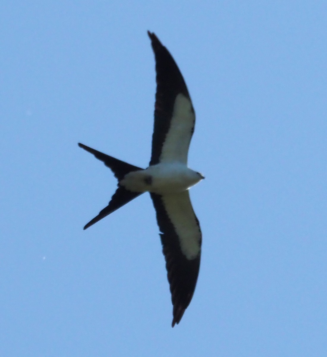 Swallow-tailed Kite - Kathy Murphy