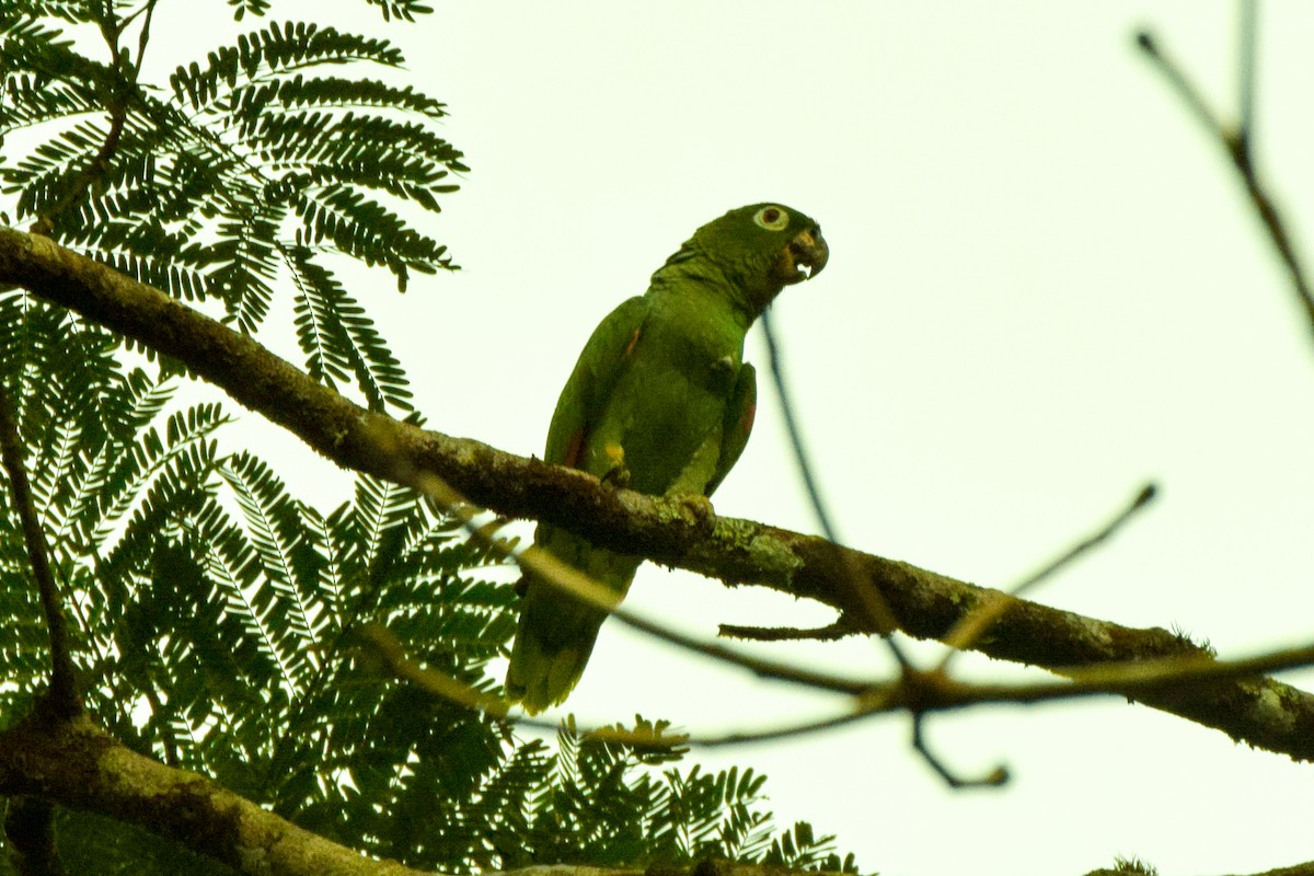 Amazone poudrée - ML212144971