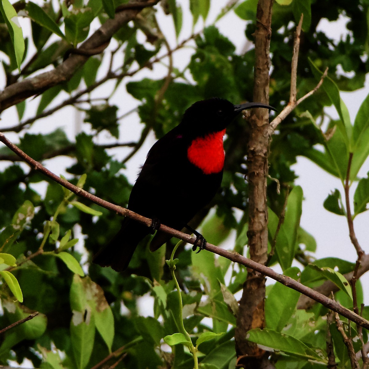 Hunter's Sunbird - ML212145361