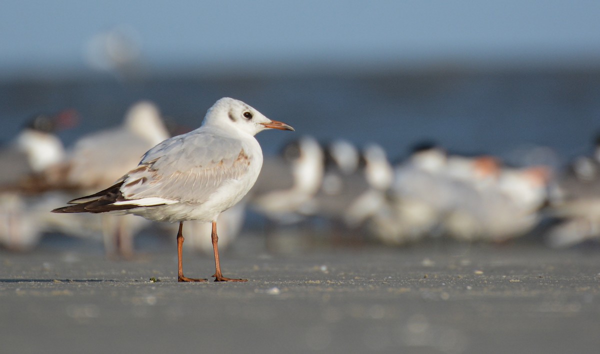 Black-headed Gull - ML212145831