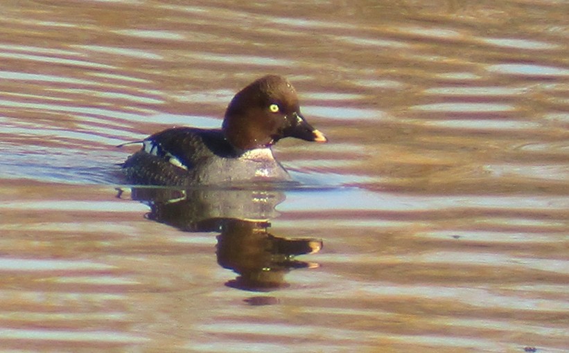 Common Goldeneye - ML212146231