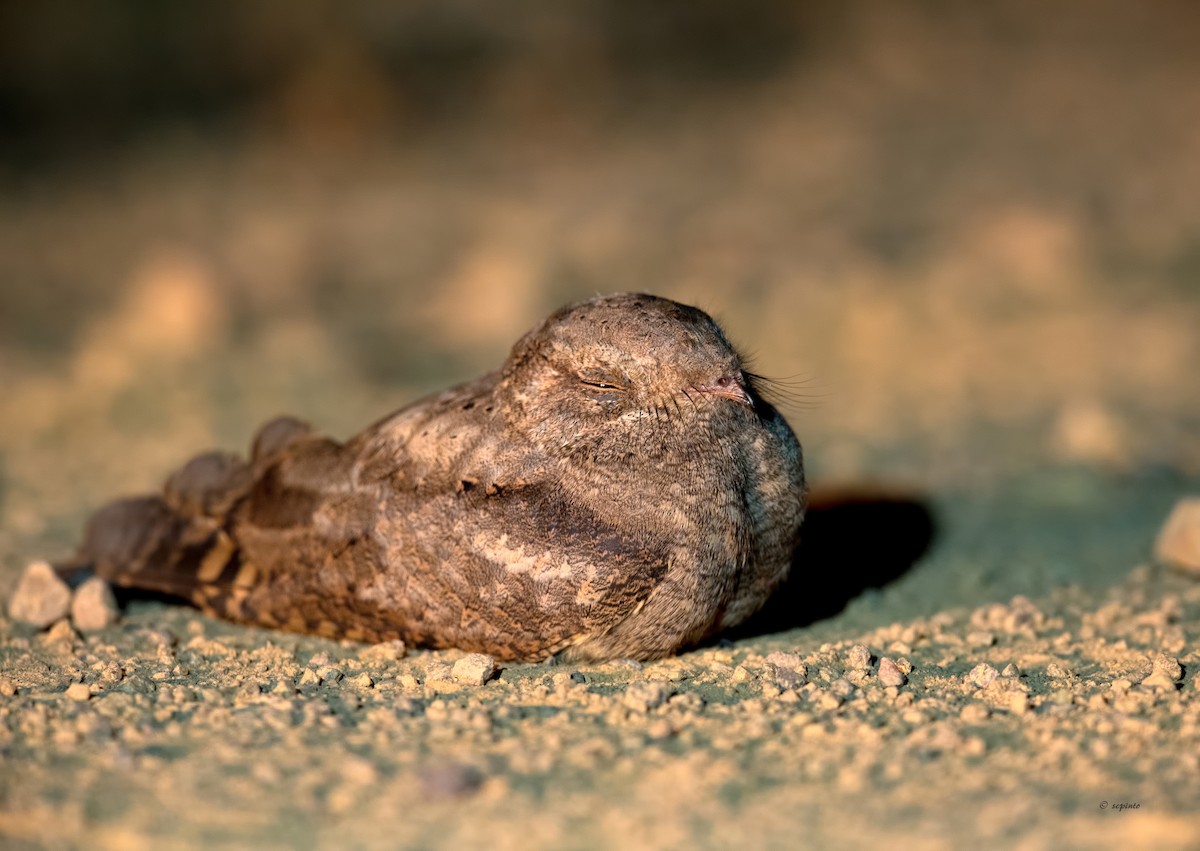 Plain Nightjar - ML212146881