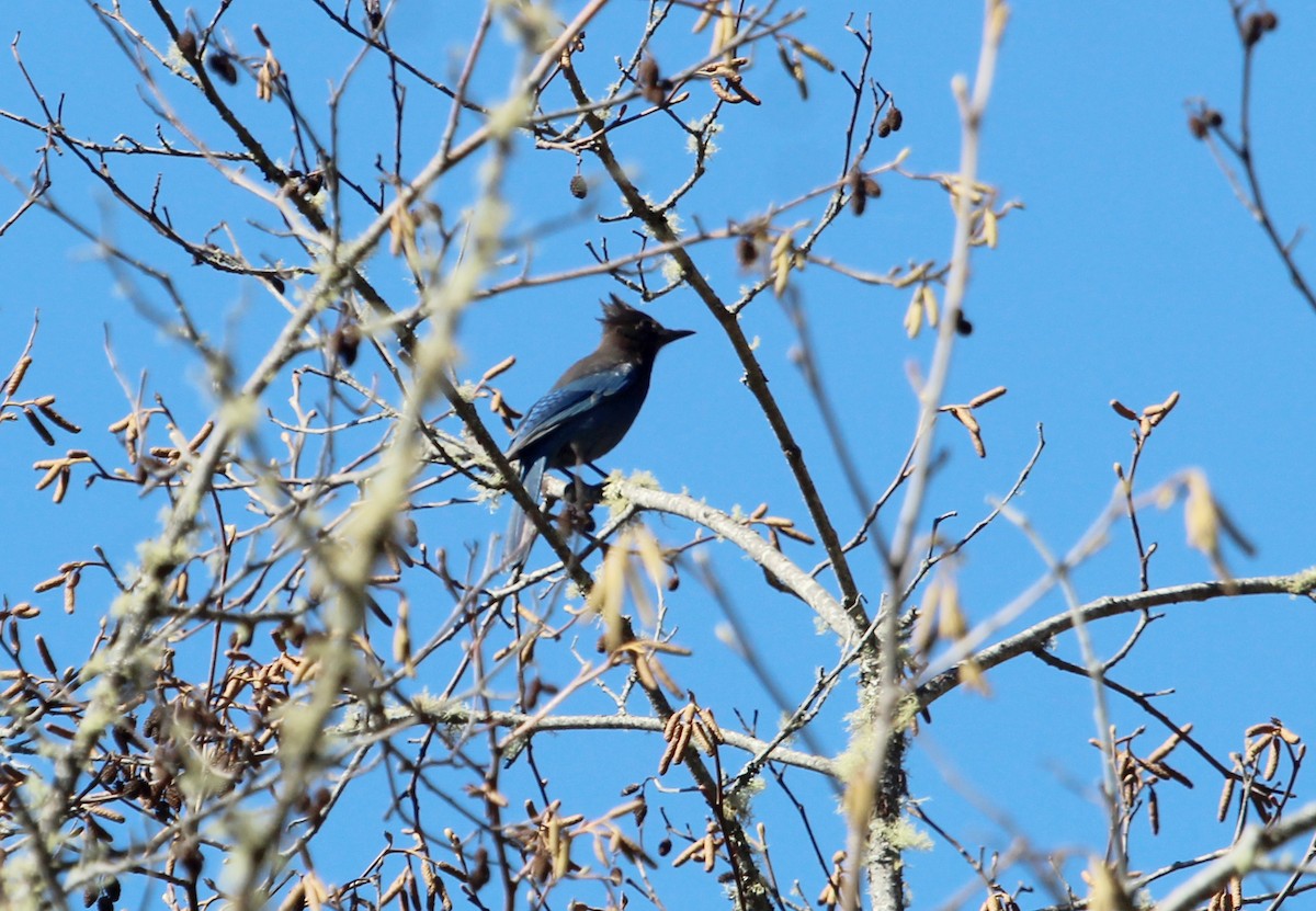 Steller's Jay - ML212150241