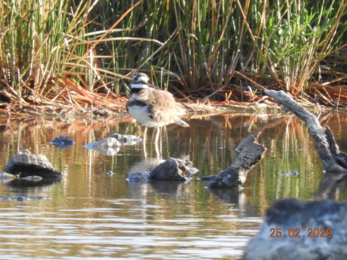 Killdeer - ML212150431