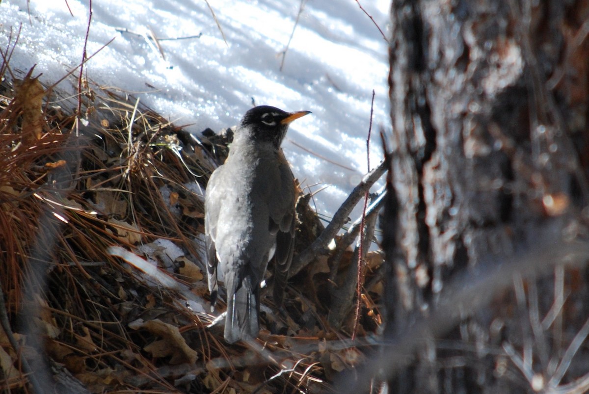 American Robin - ML212150491