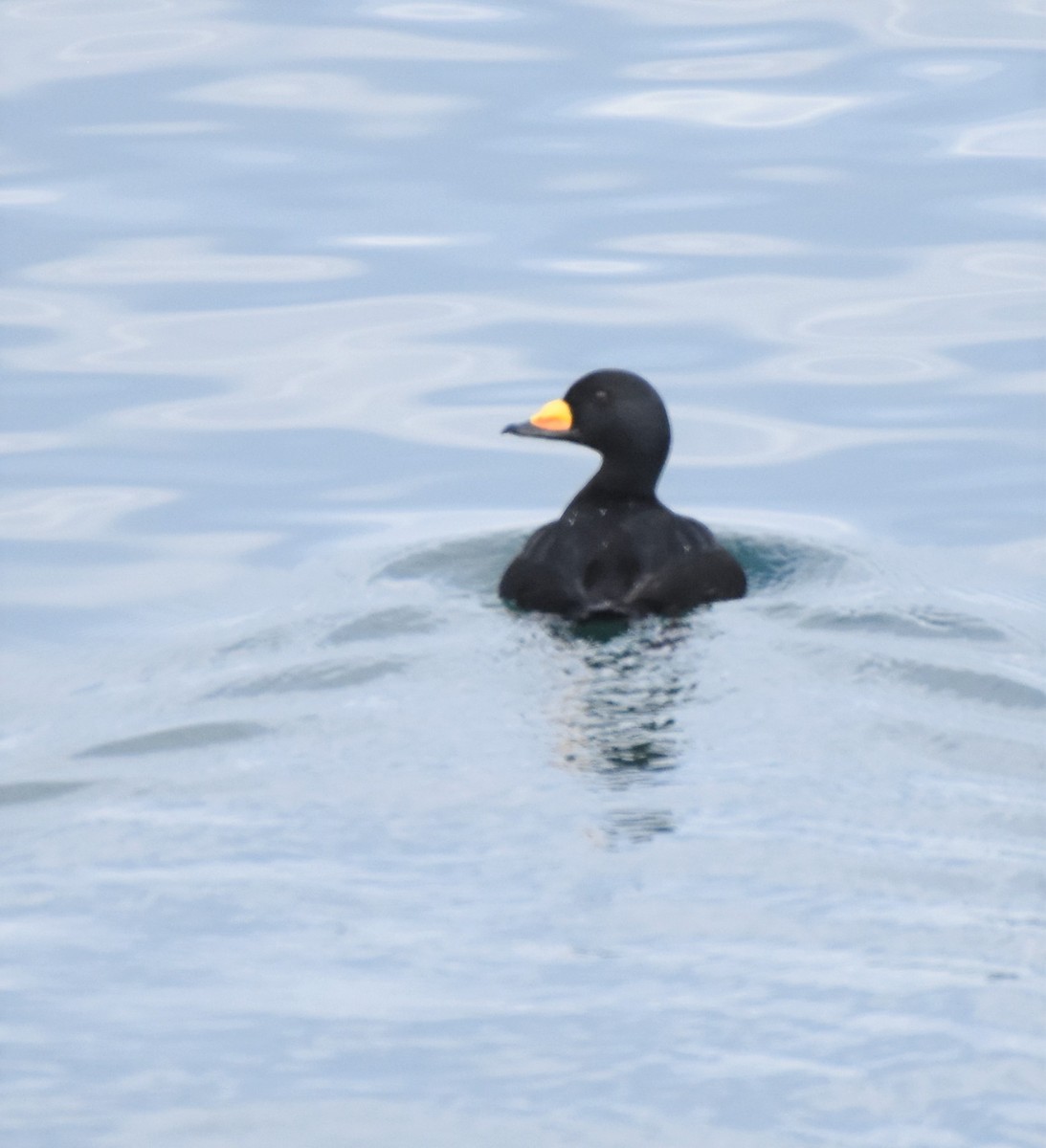 Black Scoter - Edward Pullen