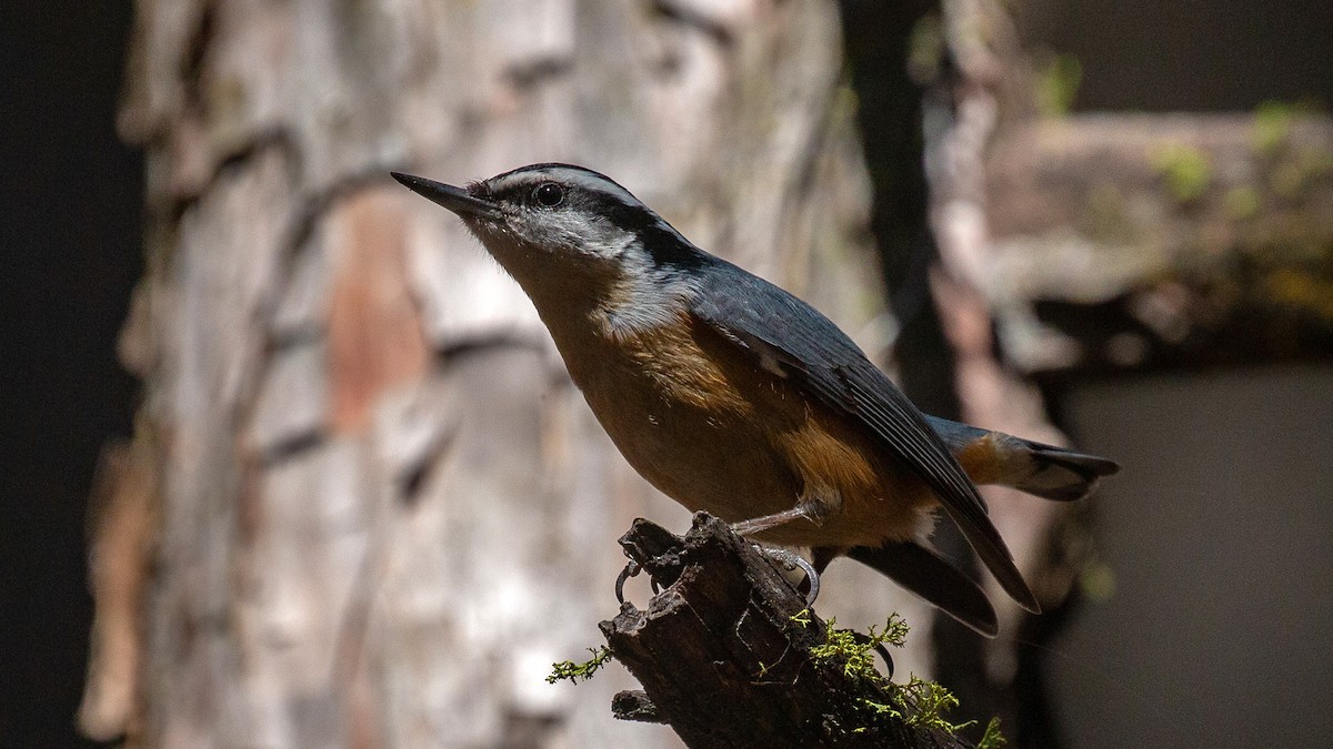 Red-breasted Nuthatch - ML212153911