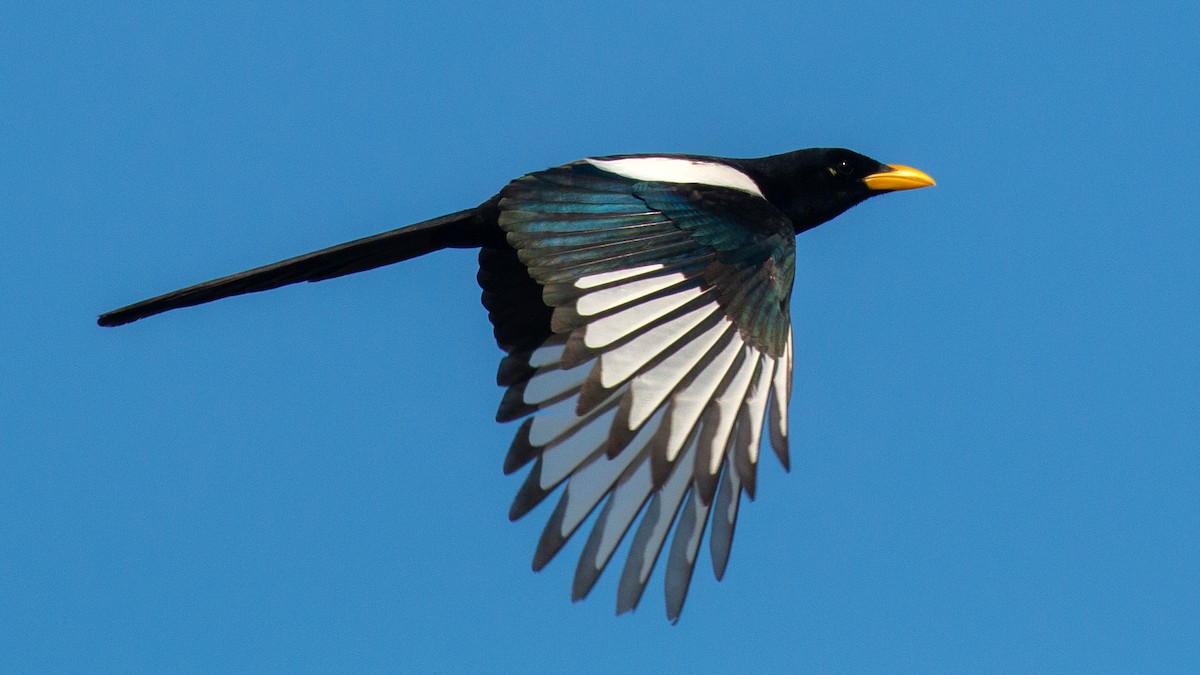 Yellow-billed Magpie - Jim Gain