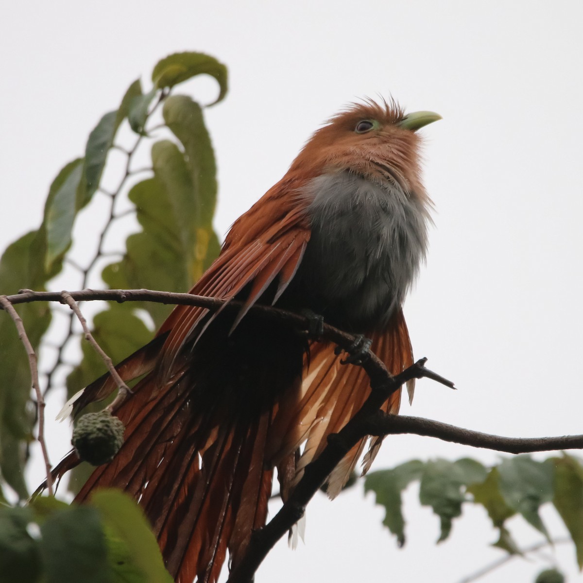 Squirrel Cuckoo - ML212154601