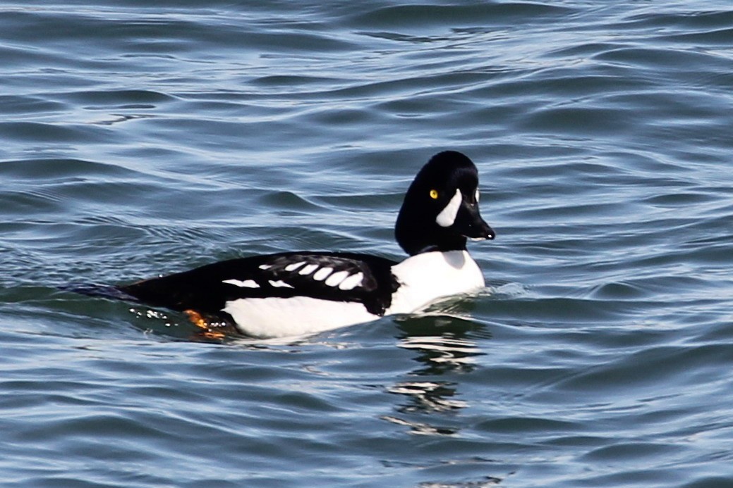 Barrow's Goldeneye - Kathleen McEachern