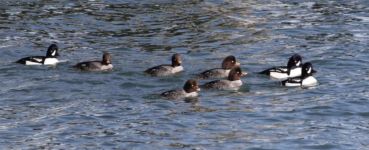 Barrow's Goldeneye - Kathleen McEachern