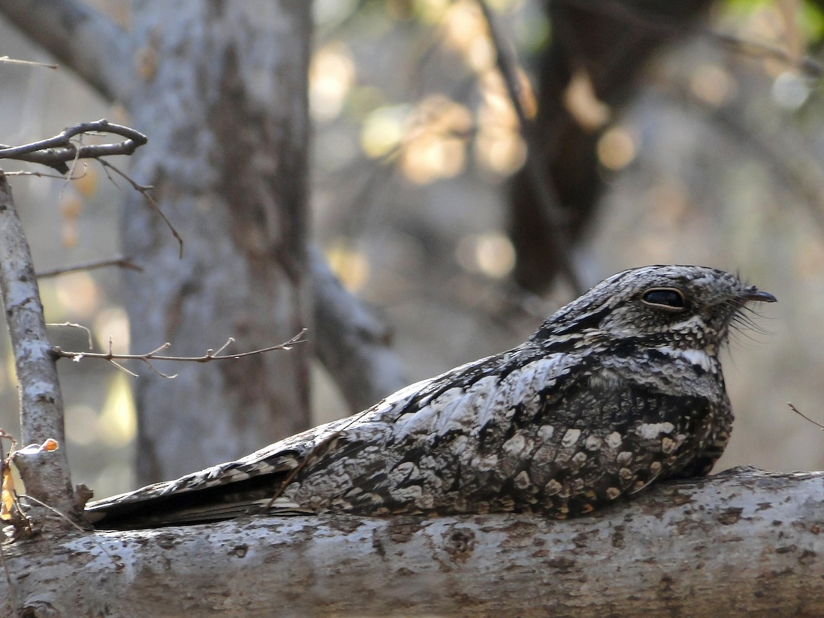 Jungle Nightjar - ML212156581