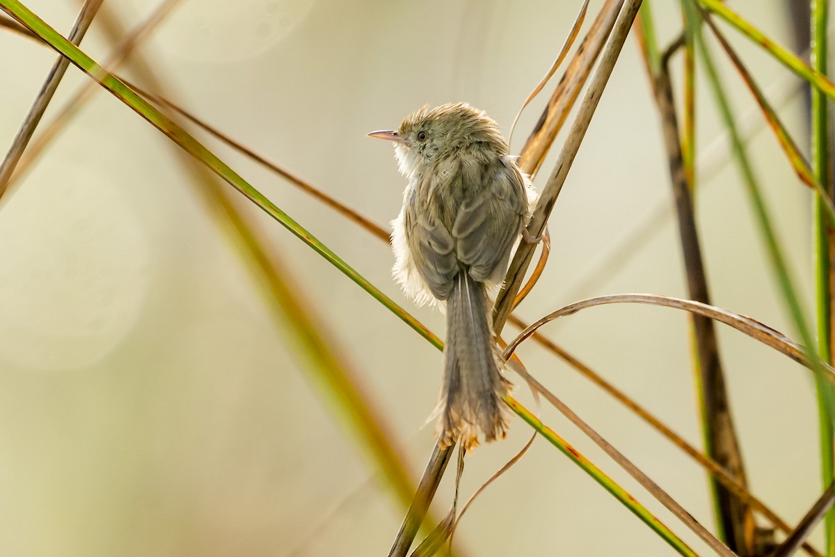 Prinia délicate - ML212160051