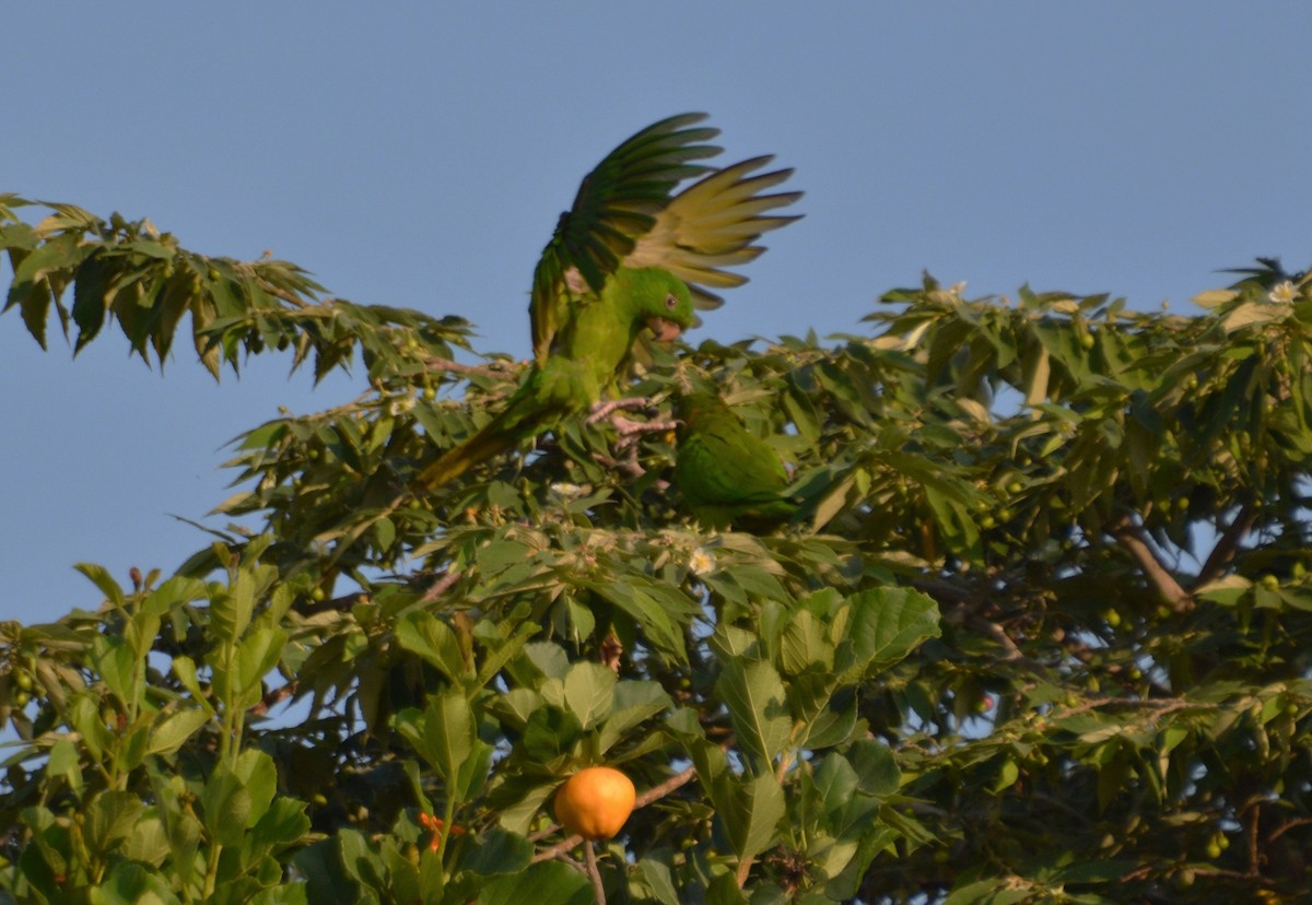 Meksika Yeşil Papağanı - ML21216231
