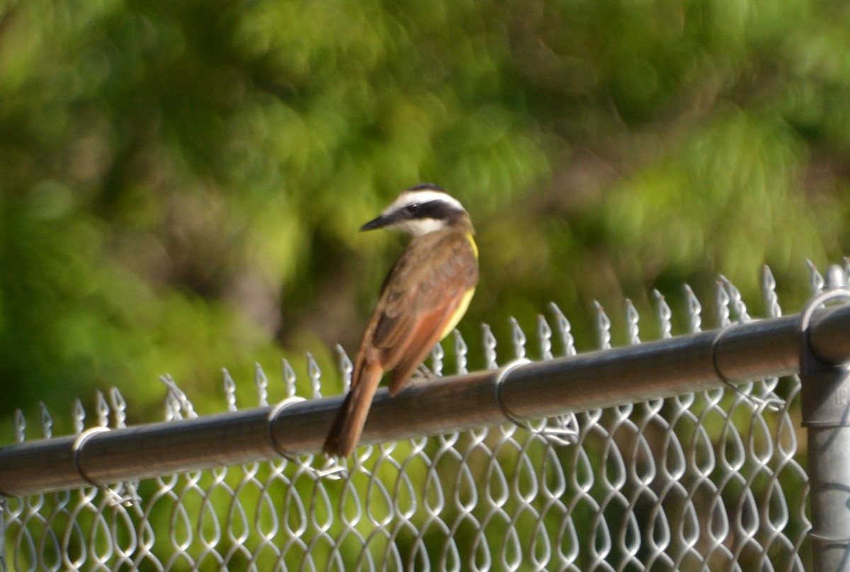 Great Kiskadee - Chris Rohrer