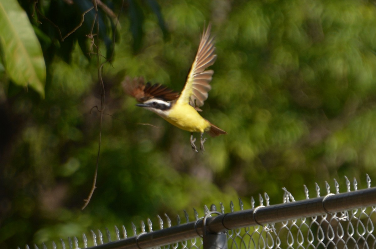 Great Kiskadee - Chris Rohrer