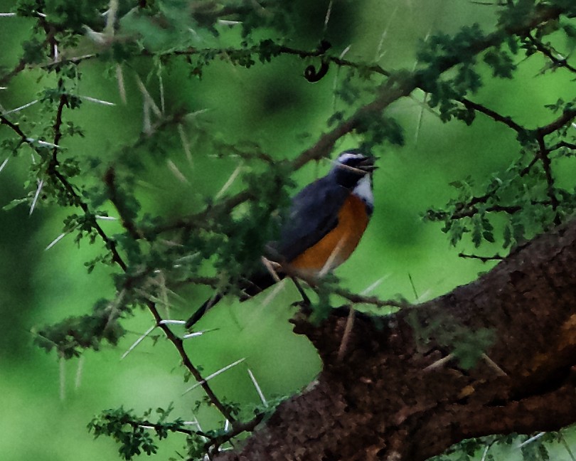 White-throated Robin - Peder Svingen