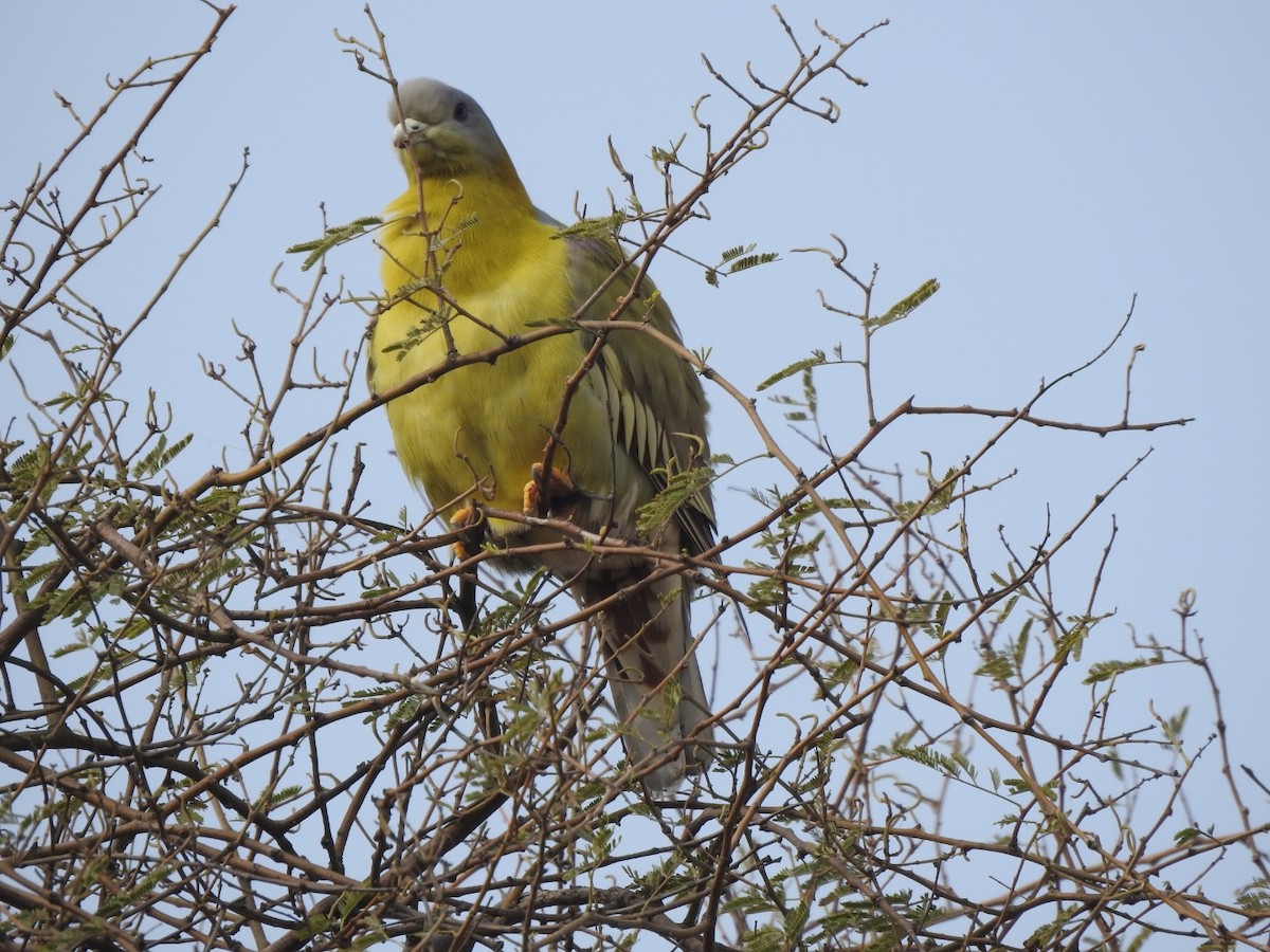 Yellow-footed Green-Pigeon - ML212166321