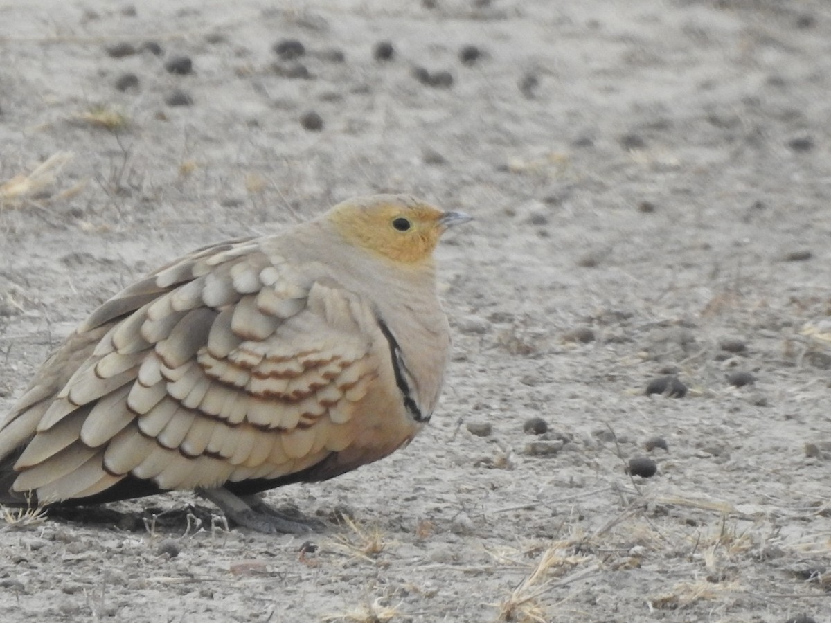 Chestnut-bellied Sandgrouse - ML212166371