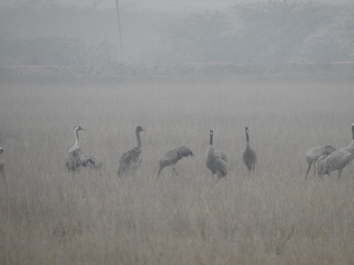 Common Crane - Awadh Agrawal