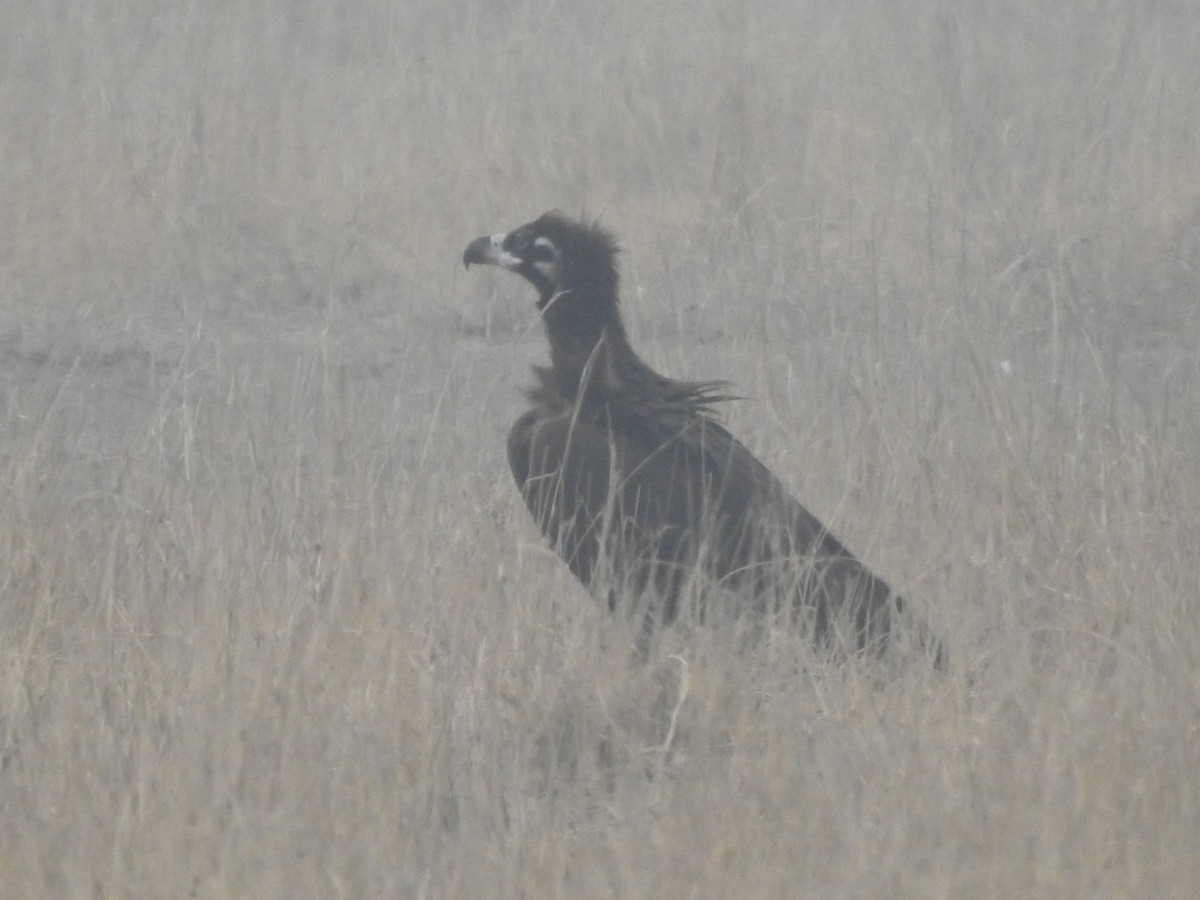 Cinereous Vulture - ML212166491