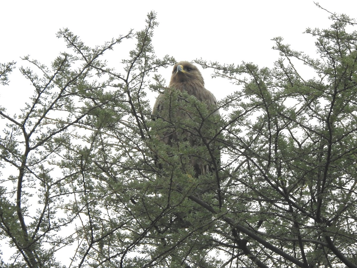 Steppe Eagle - ML212166581